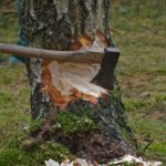 cut tree, axe, wood